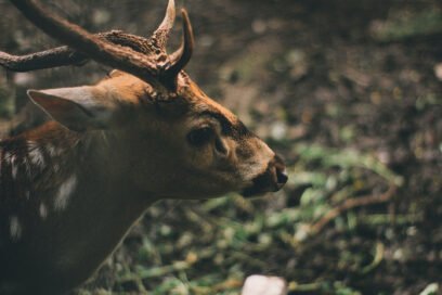 Deer In Forest